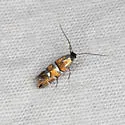 Phyllonorycter diversella - Hodges#0750 - Phyllonorycter diversella