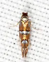Phyllonorycter diversella - Hodges#0750 - photo 2
