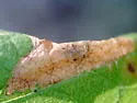 Phyllonorycter diversella - Hodges#0750 - photo 3