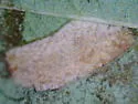 Phyllonorycter diversella - Hodges#0750 - photo 4