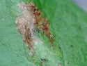 Phyllonorycter diversella - Hodges#0750 - photo 5