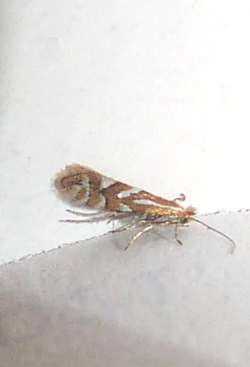 Phyllonorycter dubitella - Phyllonorycter dubitella