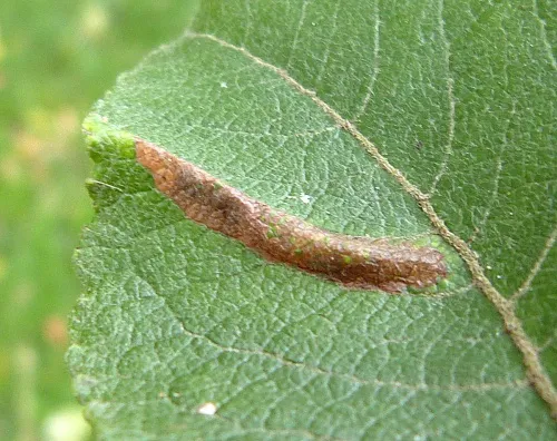 Phyllonorycter dubitella - photo 2