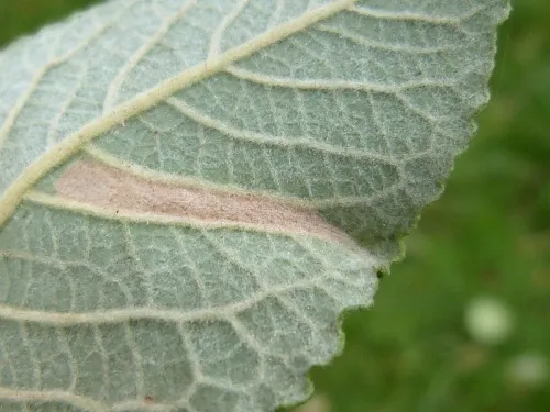 Phyllonorycter dubitella - photo 3