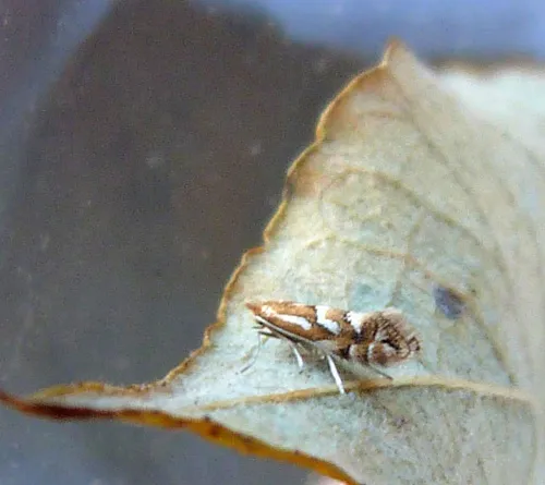 Phyllonorycter dubitella - photo 4