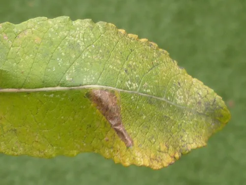 Phyllonorycter dubitella - photo 5