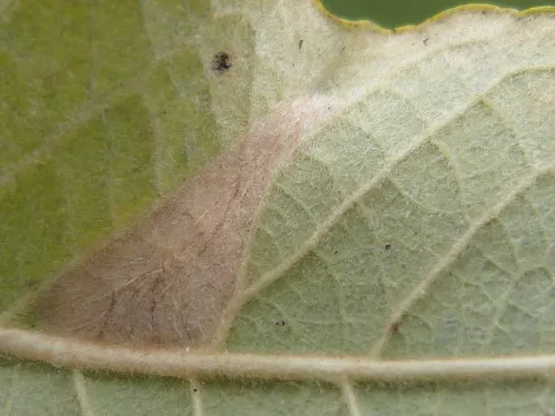 Phyllonorycter dubitella - photo 6