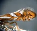 Western Tentiform Leafminer - Hodges#0750.2