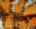 Western Tentiform Leafminer - Hodges#0750.2 - photo 2