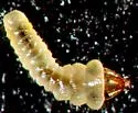 Western Tentiform Leafminer - Hodges#0750.2 - photo 3
