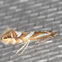 Western Tentiform Leafminer - Hodges#0750.2 - photo 4