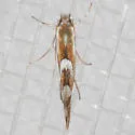 Western Tentiform Leafminer - Hodges#0750.2 - photo 5