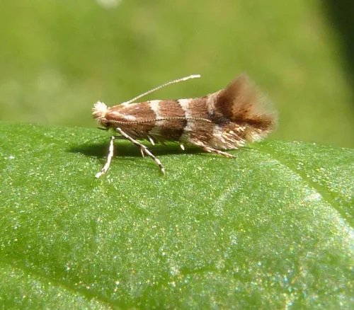 Phyllonorycter emberizaepenella