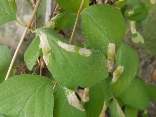 Phyllonorycter emberizaepenella - photo 2