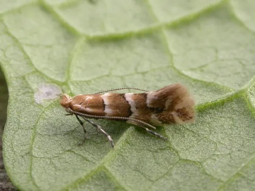 Phyllonorycter emberizaepenella - photo 3