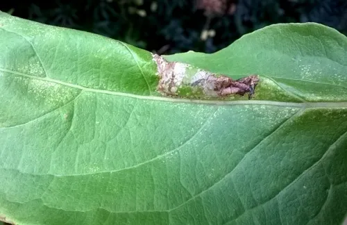Phyllonorycter emberizaepenella - photo 4