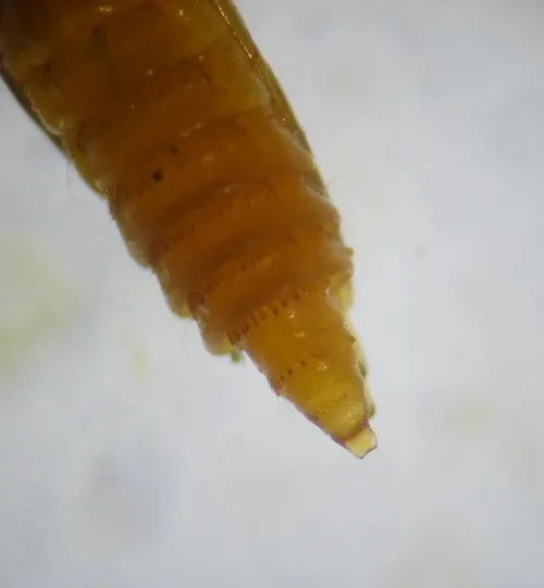 Phyllonorycter emberizaepenella - photo 5