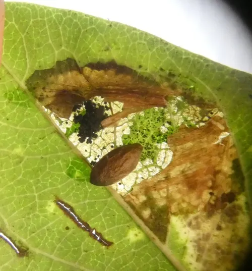 Phyllonorycter emberizaepenella - photo 6