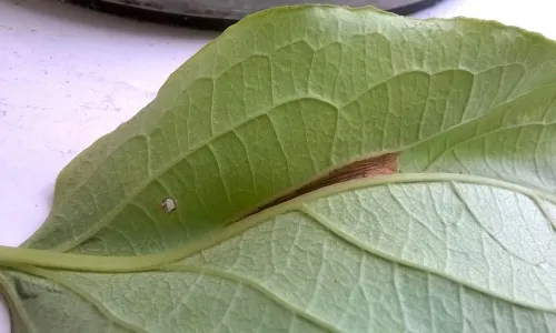 Phyllonorycter emberizaepenella - photo 7