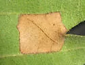 Phyllonorycter fitchella - Hodges#0752