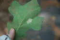 Phyllonorycter fitchella - Hodges#0752 - photo 4