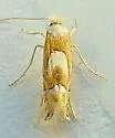 Phyllonorycter fitchella - Hodges#0752 - photo 5