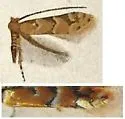 Phyllonorycter fragilella - Hodges#0753 - photo 4