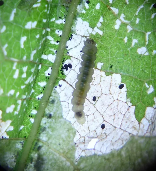 Phyllonorycter froelichiella