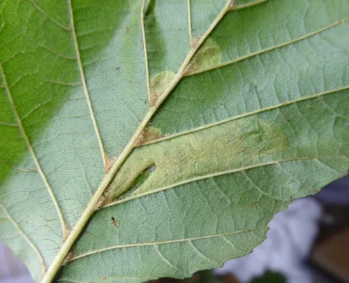 Phyllonorycter froelichiella - photo 2