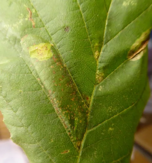 Phyllonorycter froelichiella - photo 3