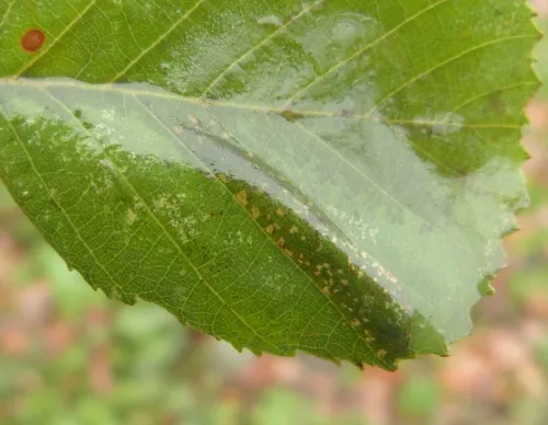 Phyllonorycter froelichiella - photo 4