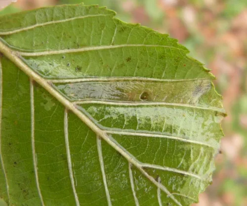 Phyllonorycter froelichiella - photo 5