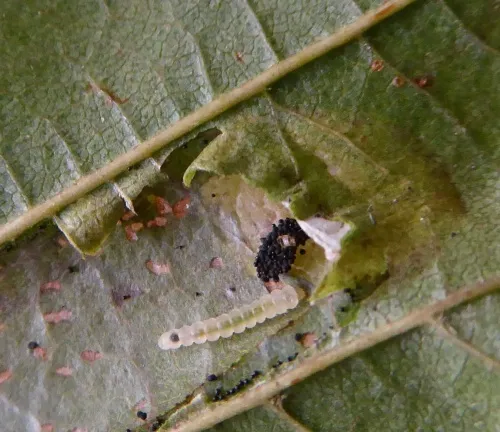 Phyllonorycter froelichiella - photo 7
