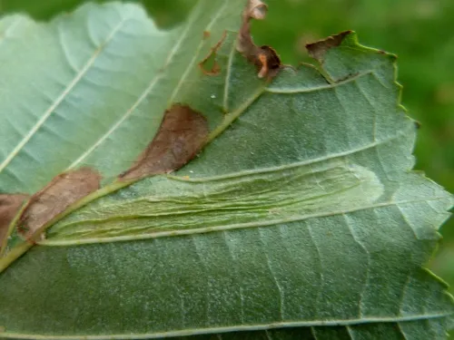 Phyllonorycter froelichiella - photo 8