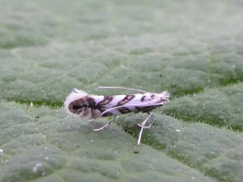 Phyllonorycter geniculella