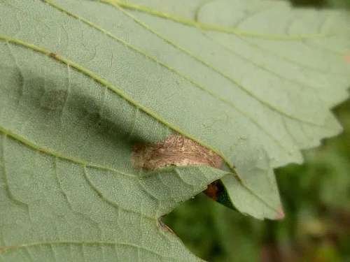 Phyllonorycter geniculella - photo 2