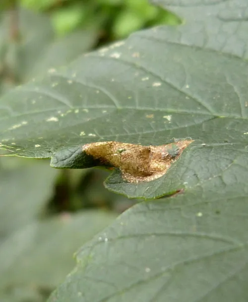 Phyllonorycter geniculella - photo 3