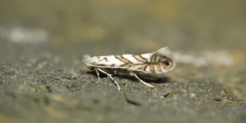 Phyllonorycter geniculella - photo 4