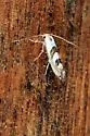 Phyllonorycter hagenii - Hodges#0755