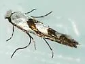 Phyllonorycter hagenii - Hodges#0755 - photo 2