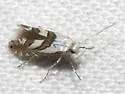 Phyllonorycter hagenii - Hodges#0755 - photo 3