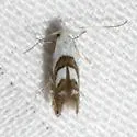 Phyllonorycter hagenii - Hodges#0755 - photo 4