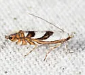 Phyllonorycter hagenii - Hodges#0755 - photo 5