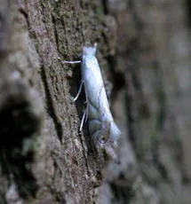 Phyllonorycter harrisella