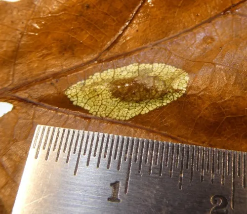 Phyllonorycter harrisella - photo 2