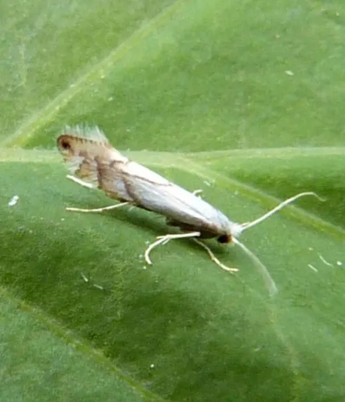 Phyllonorycter harrisella - photo 3