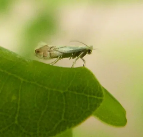 Phyllonorycter harrisella - photo 4