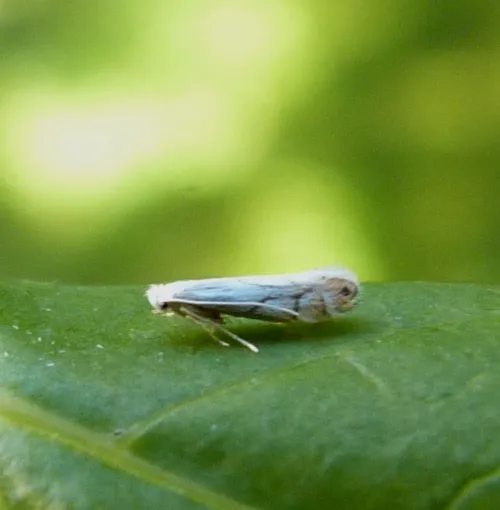 Phyllonorycter harrisella - photo 5