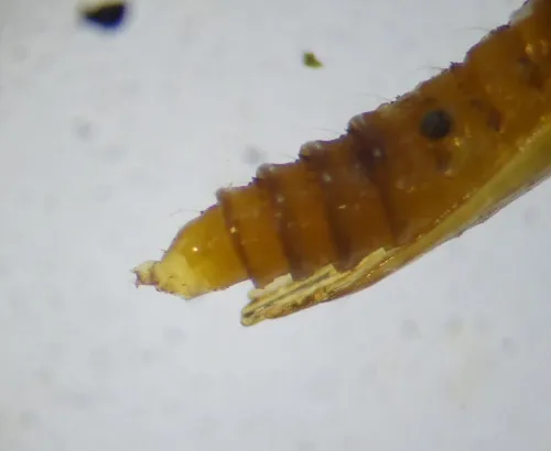 Phyllonorycter harrisella - photo 6