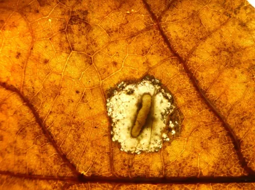 Phyllonorycter harrisella - photo 7